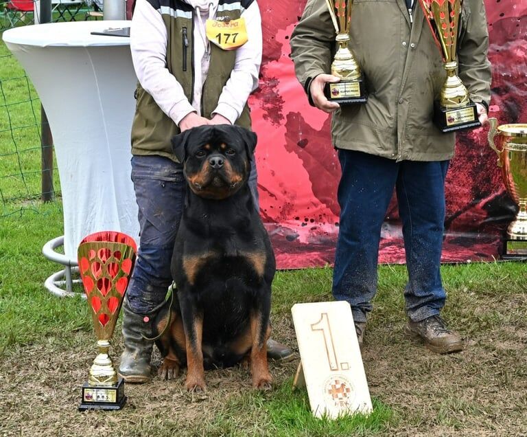 Champion bloodline Rottweiler puppies for sale in Birkenhead, Merseyside
