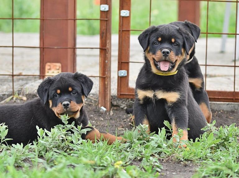 Champion bloodline Rottweiler puppies for sale in Birkenhead, Merseyside | Image 2