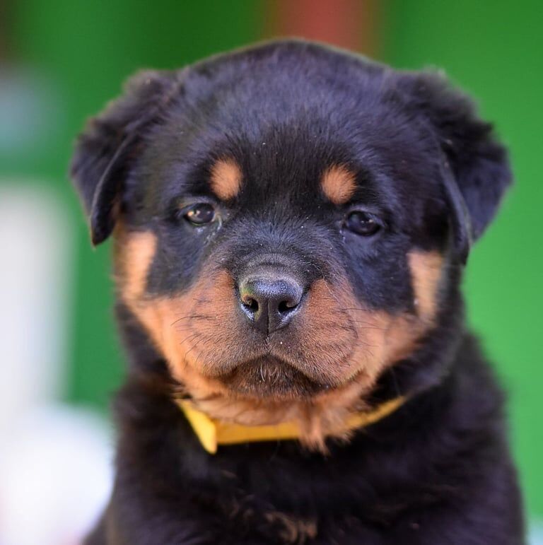 Champion bloodline Rottweiler puppies for sale in Birkenhead, Merseyside | Image 3