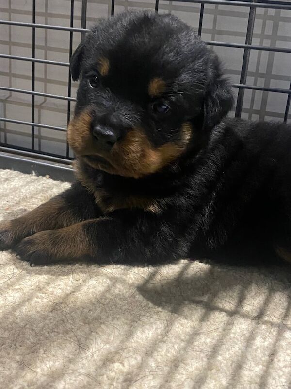 Rottweiler puppies for sale in Tiverton, Devon – 3 weeks old