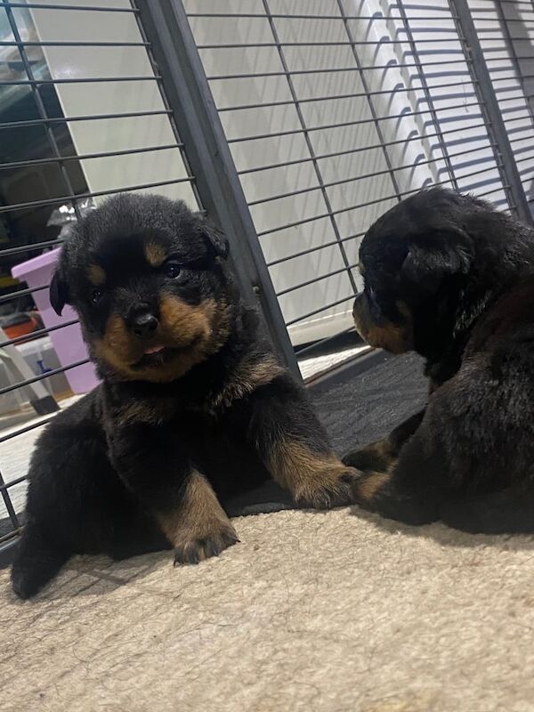Rottweiler puppies for sale in Tiverton, Devon – 3 weeks old - Image 2 of 3