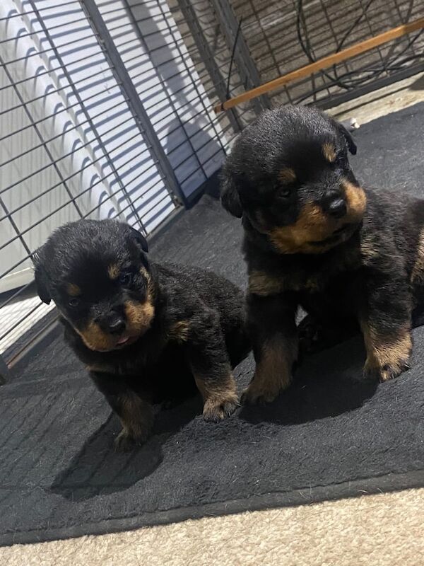 Rottweiler puppies for sale in Tiverton, Devon – 3 weeks old - Image 3 of 3