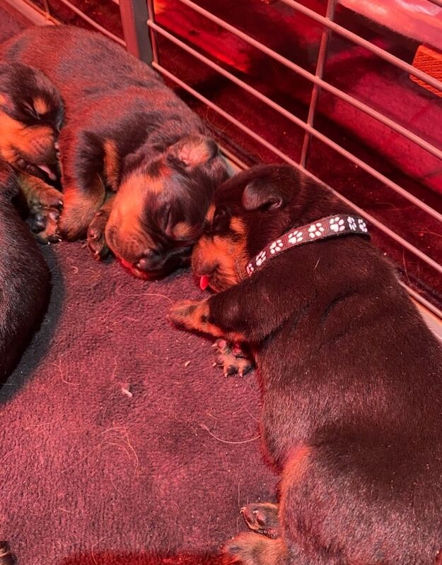 Chunky Pedigree Rottweilers for sale in Tiverton, Devon