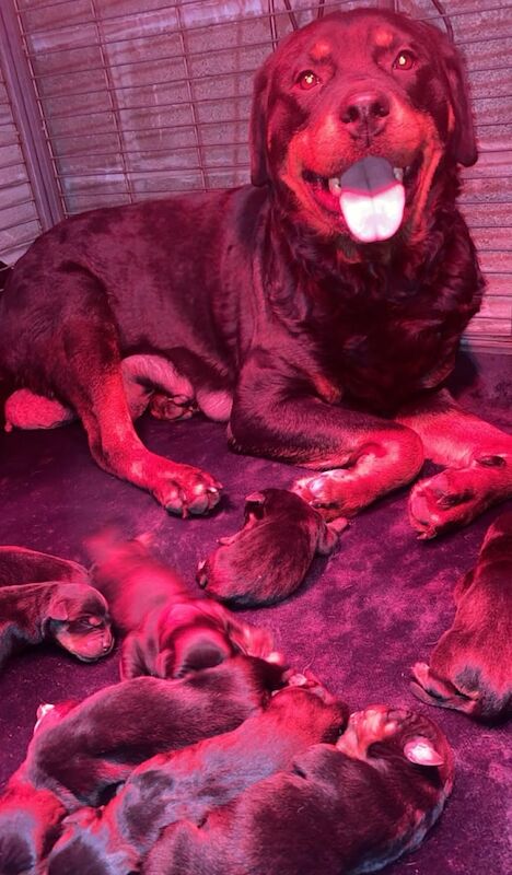 Chunky Pedigree Rottweilers for sale in Tiverton, Devon | Image 3