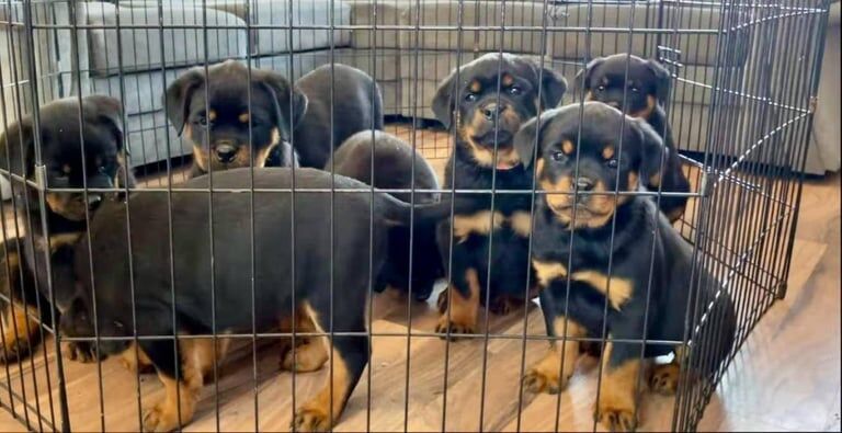 Chunky rottweiler puppies for sale in Ilford, Greater London
