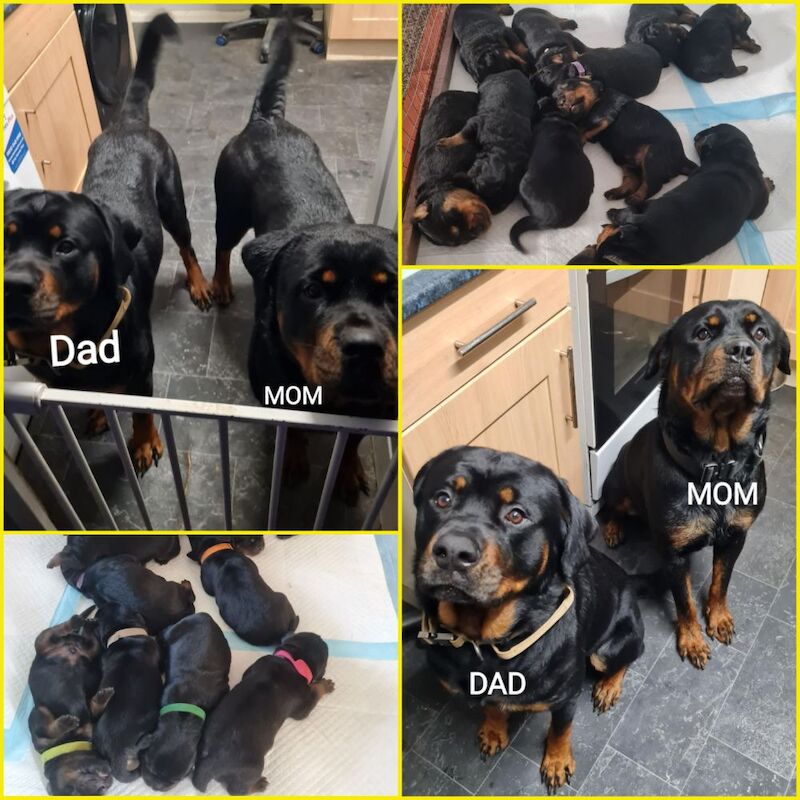 Chunky Rottweiler Puppies for sale in Highfields, Staffordshire