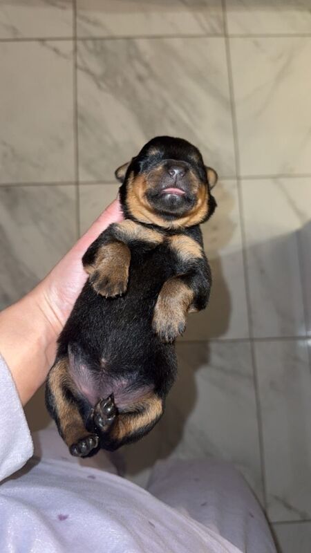Rottweiler puppies for sale in Sunderland, Tyne and Wear – 5 weeks old