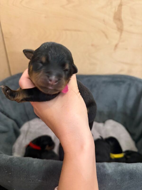 Rottweiler puppies for sale in Sunderland, Tyne and Wear – 5 weeks old - Image 2 of 3