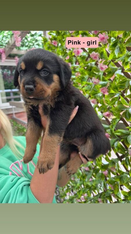 Chunky rottweiler puppies