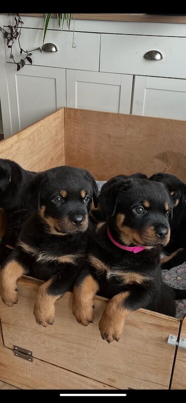 Rottweiler puppies for sale in Brixham, Devon – 7 weeks old