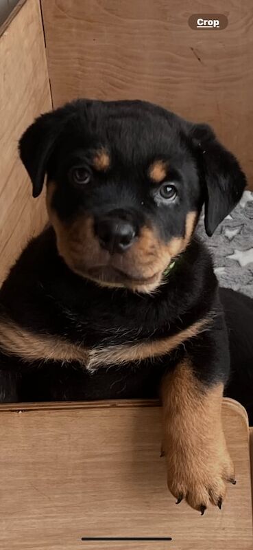 Rottweiler puppies for sale in Brixham, Devon – 7 weeks old - Image 2 of 5