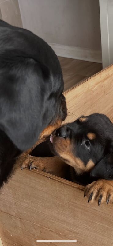 Rottweiler puppies for sale in Brixham, Devon – 7 weeks old - Image 3 of 5
