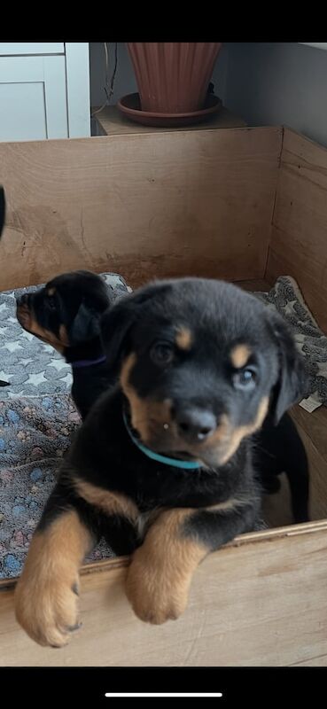 Rottweiler puppies for sale in Brixham, Devon – 7 weeks old - Image 4 of 5