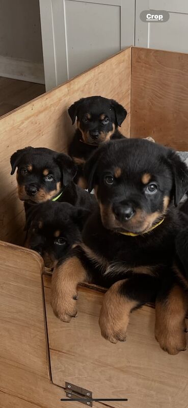 Rottweiler puppies for sale in Brixham, Devon – 7 weeks old - Image 5 of 5