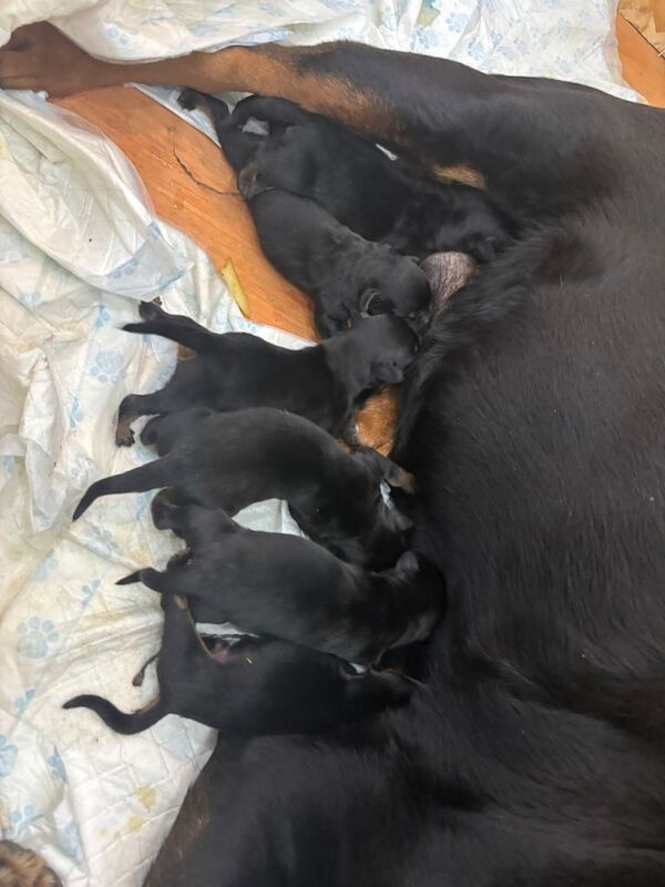 Rottweiler Puppies For Sale