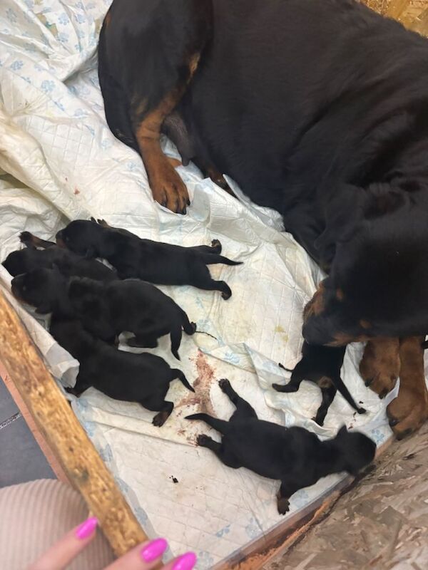 Chunky Rottweiler pups - Image 2 of 3