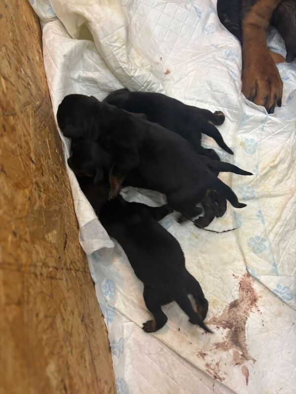 Chunky Rottweiler pups - Image 3 of 3