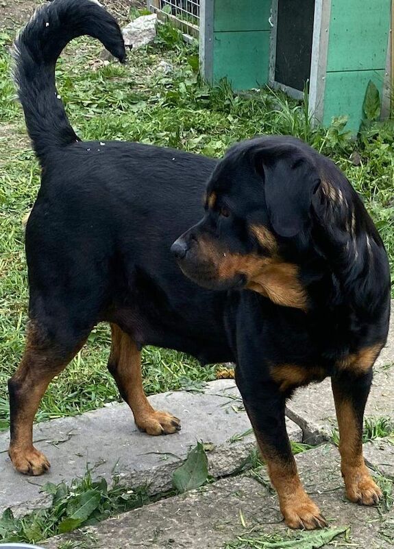 CHUNKY ROTTY PUPS for sale in Guiseley, West Yorkshire