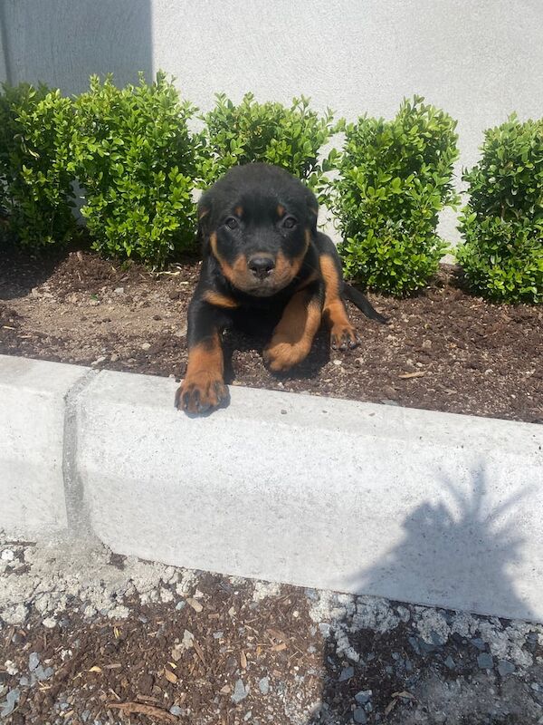 Rottweiler puppies for sale in Crossmaglen, County Armagh – 3 months old