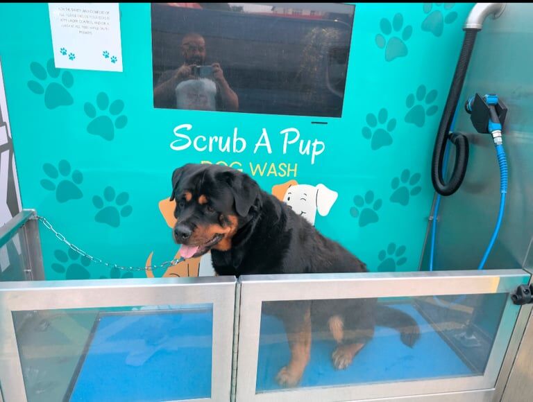 Rottweiler puppies for sale in Newry, County Armagh – 7 years old