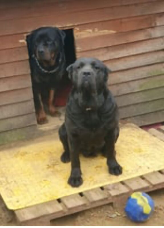 2 Year Old Am Bulldog X Rottie For Rehome Rottweiler For Sale in