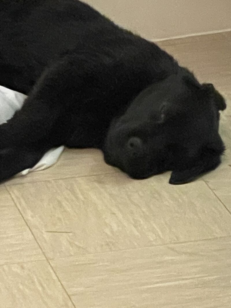 Rottweiler puppies for sale in Vauxhall, Lambeth, Greater London – 1 year old - Image 2 of 3