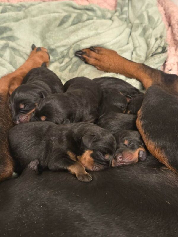 Rottweiler Puppies For Sale