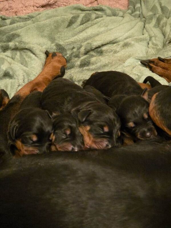 Doberman x Rottweiler = Rotterman Puppies - Image 2 of 6