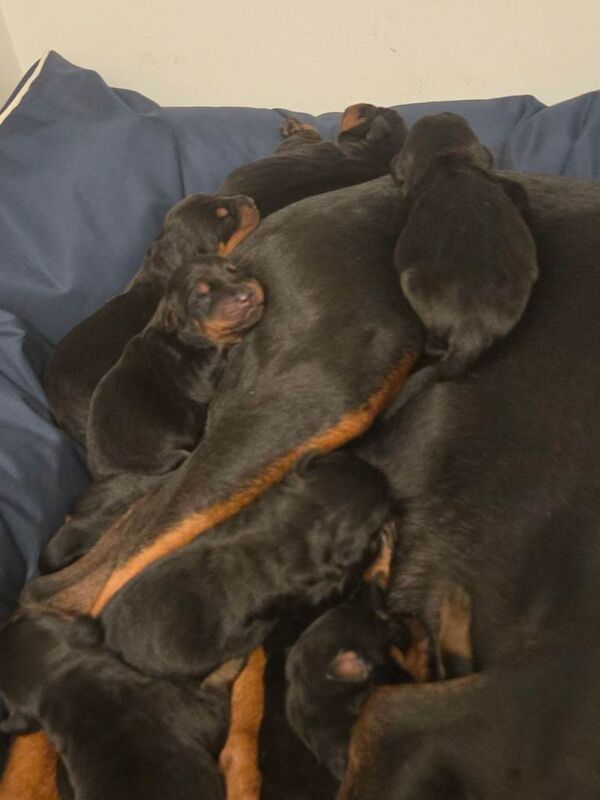 Doberman x Rottweiler = Rotterman Puppies - Image 3 of 6