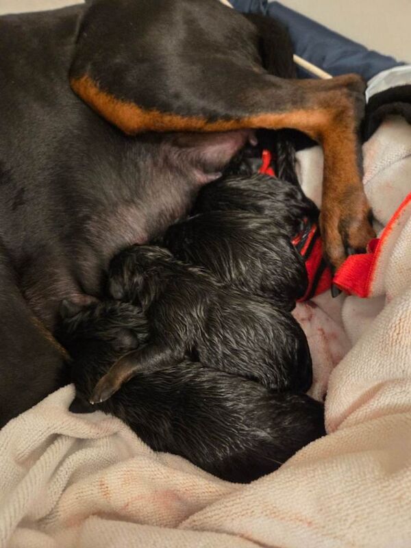 Doberman x Rottweiler = Rotterman Puppies - Image 4 of 6
