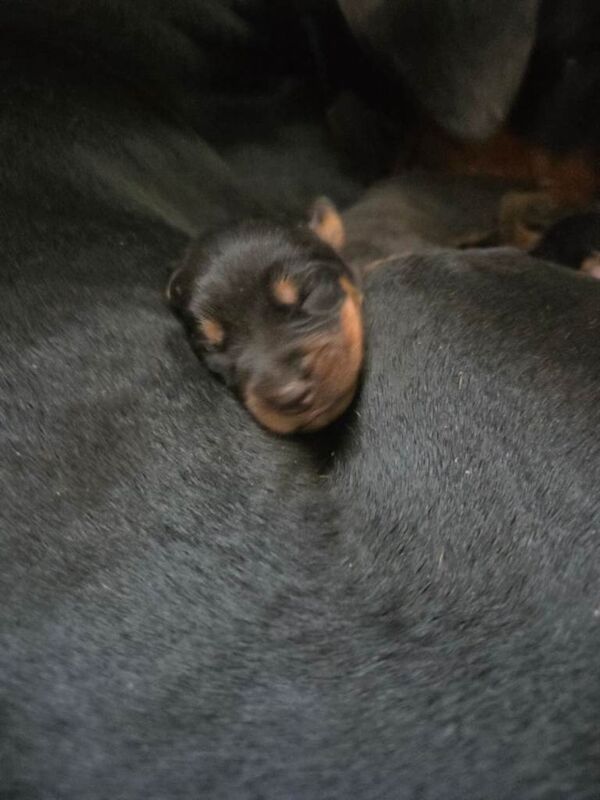 Doberman x Rottweiler = Rotterman Puppies - Image 5 of 6