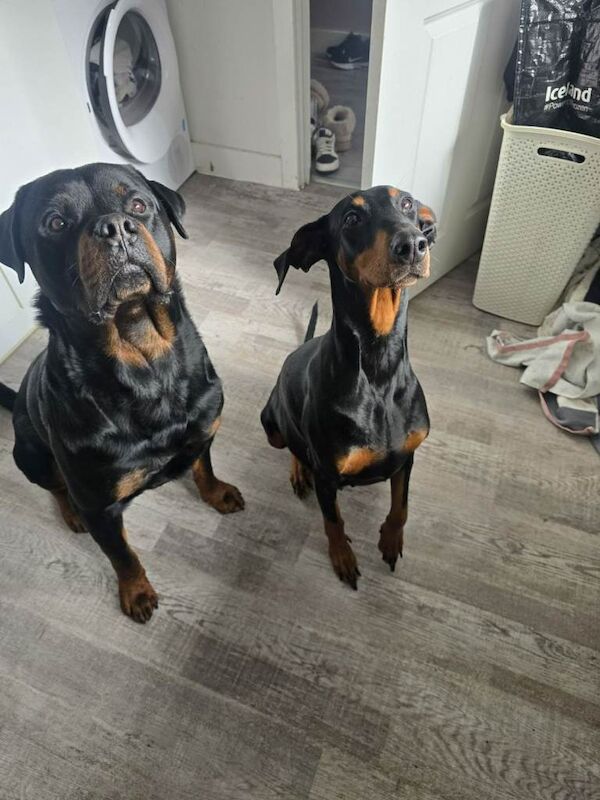Doberman x Rottweiler = Rotterman Puppies - Image 6 of 6