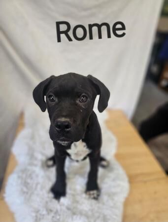Dog de bordeaux x Cane Corso for sale in Horsham, West Sussex