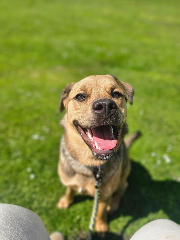 Dog for rehoming