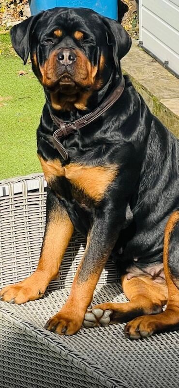 Elite German Rottweiler puppies