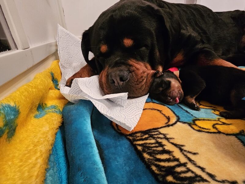 2 Girls remaining Rottweiler puppies - Image 3 of 6
