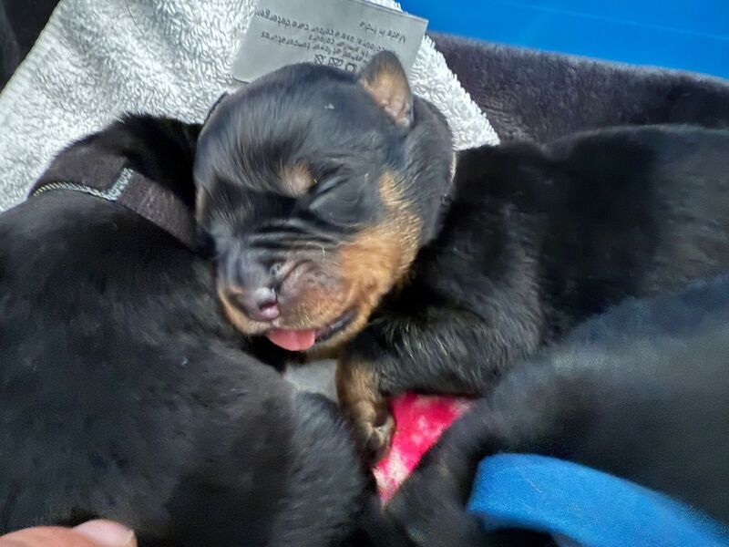 2 Girls remaining Rottweiler puppies - Image 4 of 6