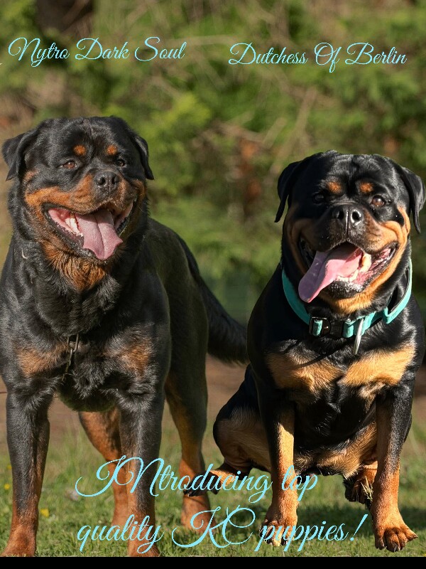 Kennel Club Registered Rottweiler Puppies For Sale