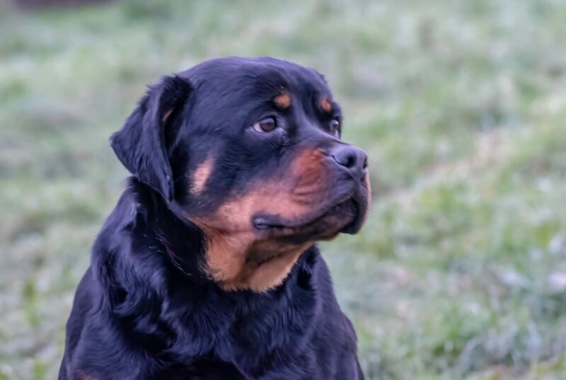 Excellent Rottweiler bitch top of the breed