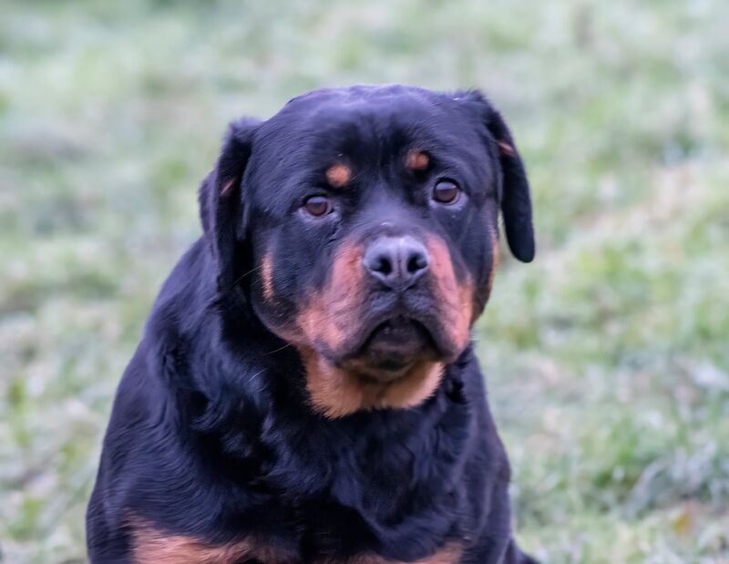 Excellent Rottweiler bitch top of the breed - Image 2 of 3