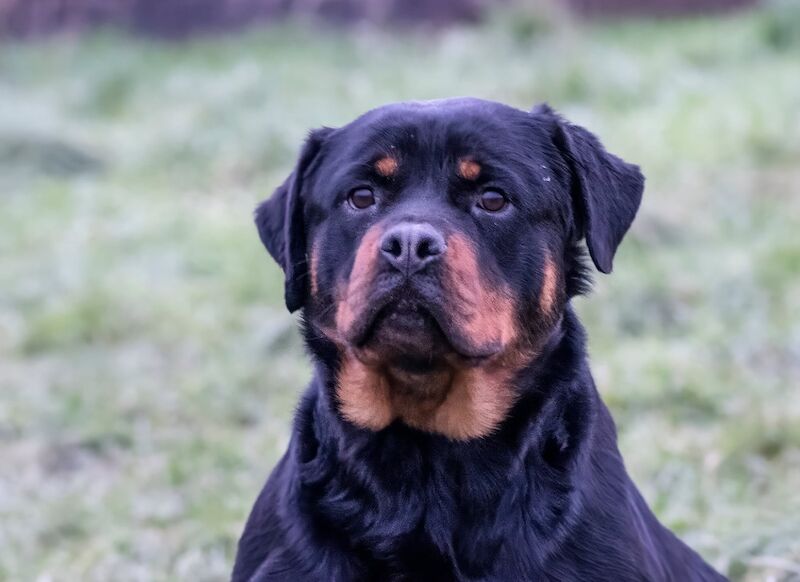 Excellent Rottweiler bitch top of the breed - Image 3 of 3
