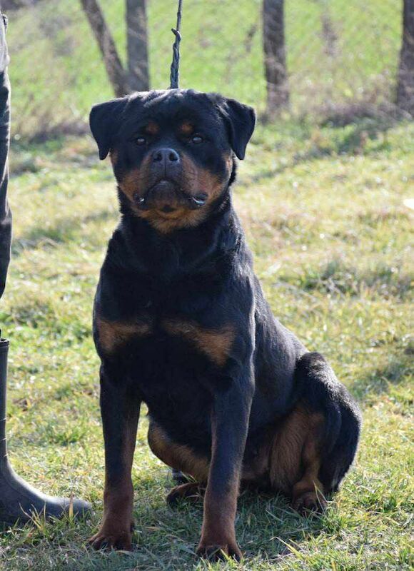 Excellent Rottweiler bitch , Top of the breed
