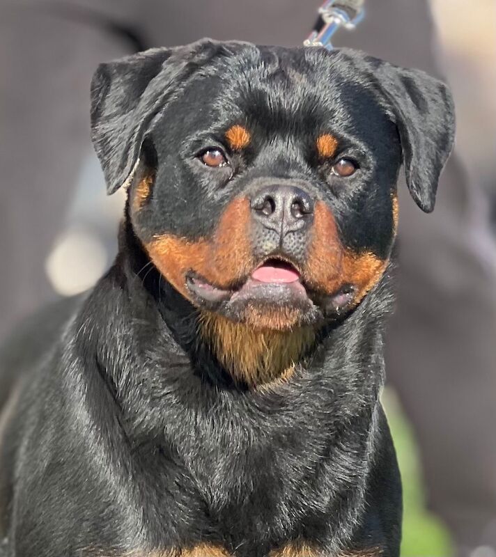 Excellent Rottweiler bitch , Top of the breed - Image 2 of 3