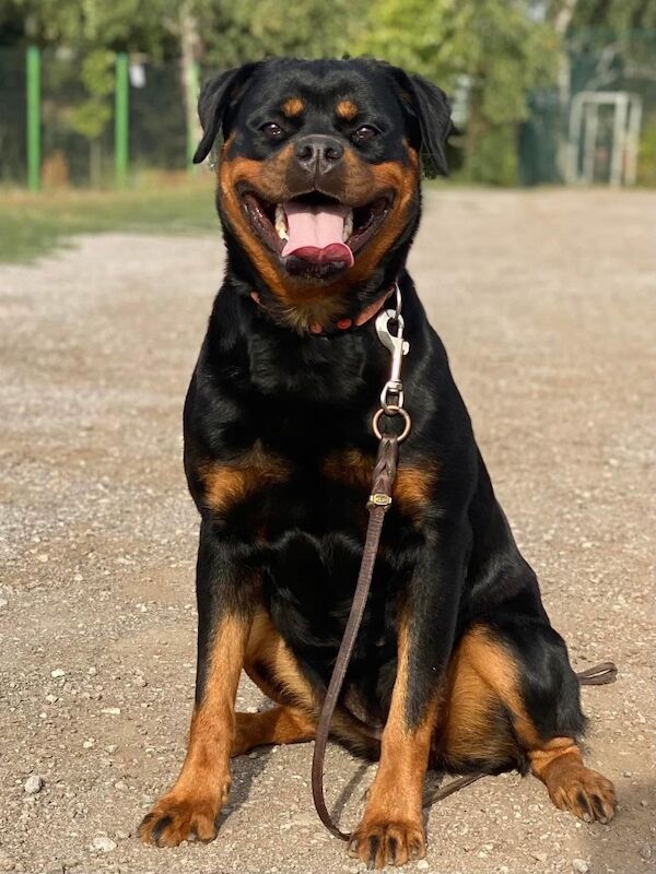 Excellent Rottweiler bitch , Top of the breed - Image 3 of 3