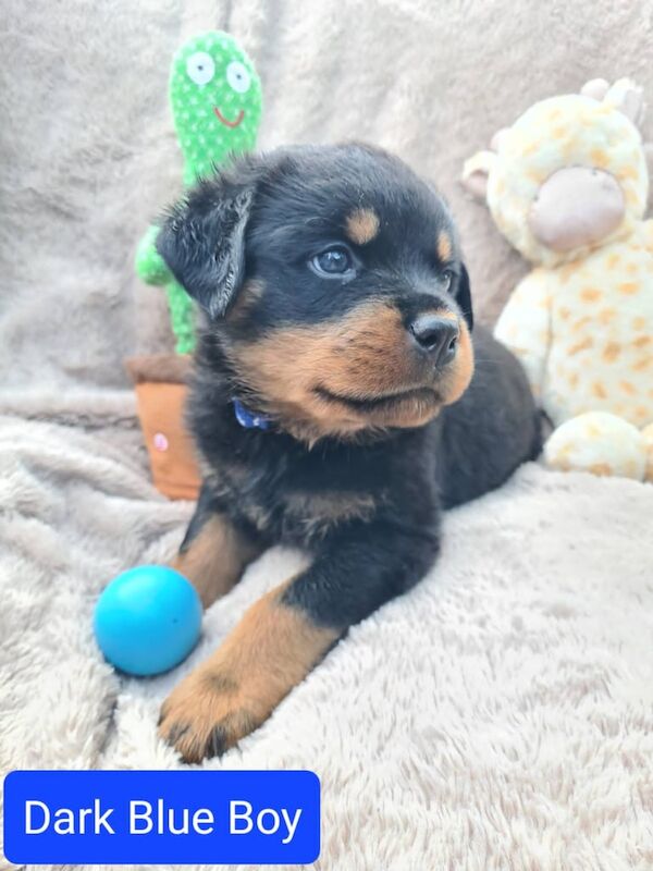 Exceptional Rottweiler Puppies for Sale in Endon, Staffordshire