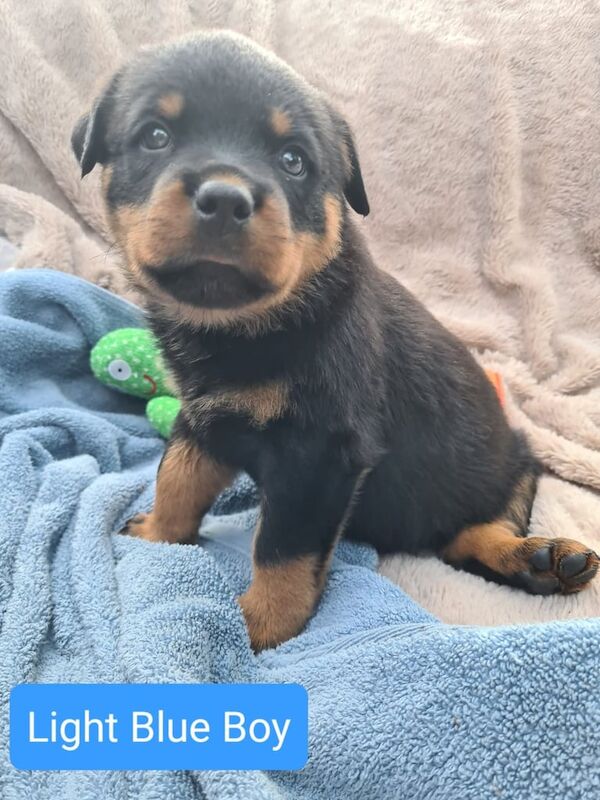 Exceptional Rottweiler Puppies for Sale in Endon, Staffordshire - Image 2
