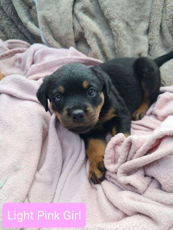 Exceptional Rottweiler Puppies for Sale in Endon, Staffordshire - Image 3