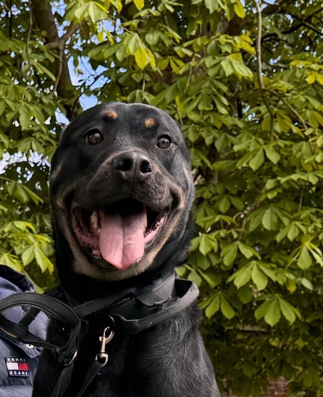 Rottweiler puppies for sale in Southampton, Hampshire – KC registered, 2 years old
