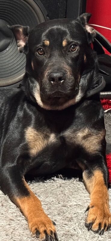 Rottweiler puppies for sale in Southampton, Hampshire – KC registered, 2 years old - Image 2 of 3