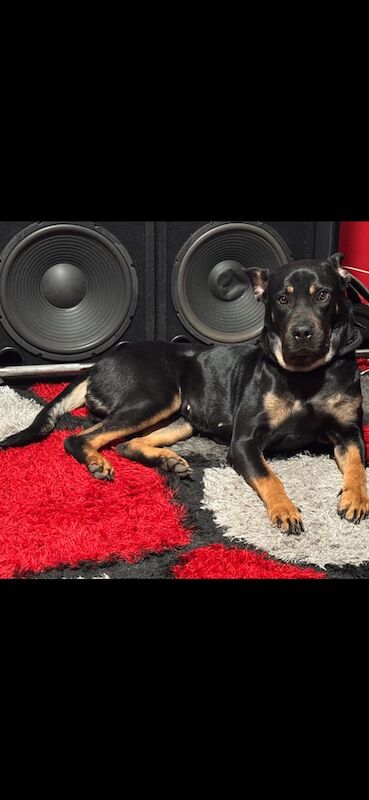 Rottweiler puppies for sale in Southampton, Hampshire – KC registered, 2 years old - Image 3 of 3